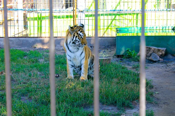 Tigre en cage — Photo