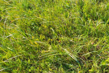 Yeşil Çimen Arkaplanı