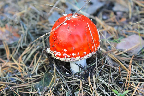 Red mushroom (Amanita Muscaria, Fly Ageric, Fly Amanita)