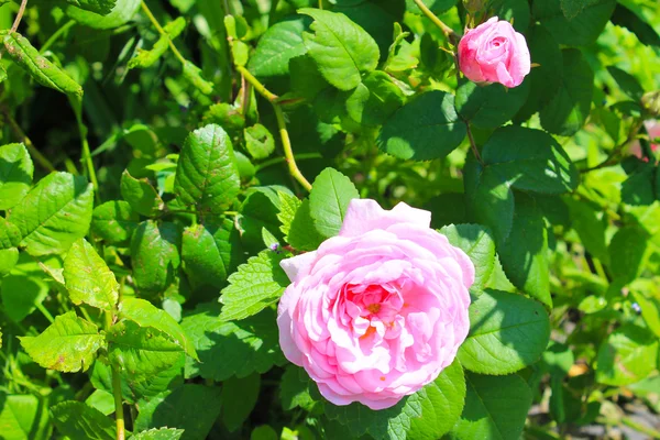 Rosa salvaje — Foto de Stock