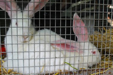 Tavşan Kafes içinde