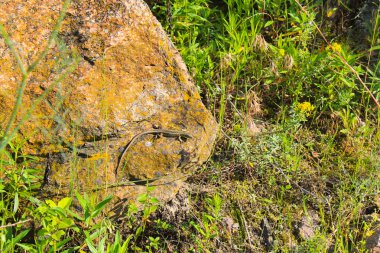 kertenkele üzerine bir stone