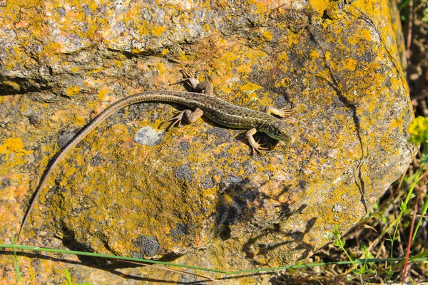 Lagarto en una piedra — Foto de Stock