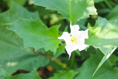 Datura beyaz çiçek