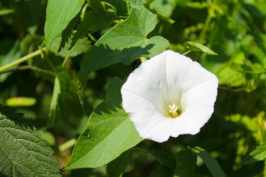 çayır üzerinde beyaz gündüzsefası
