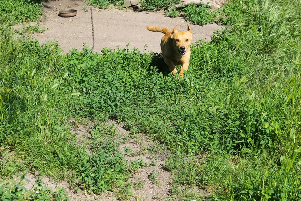 在草地上奔跑的生姜狗 — 图库照片