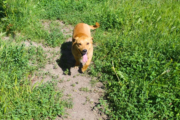 Perro jengibre corriendo sobre una hierba — Foto de Stock