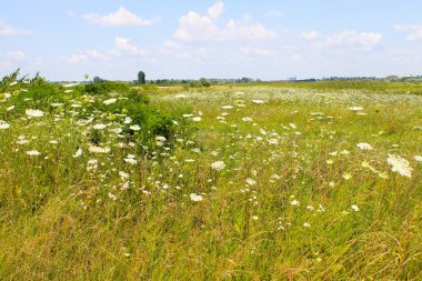 Beyaz kır çiçekleri çayır
