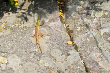 Kertenkele taş çatal kuyruklu