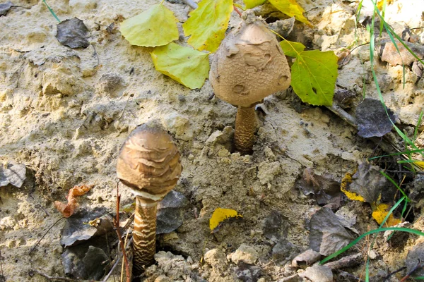 Funghi ombrelloni (Macrolepiota procera o Lepiota procera ) — Foto Stock