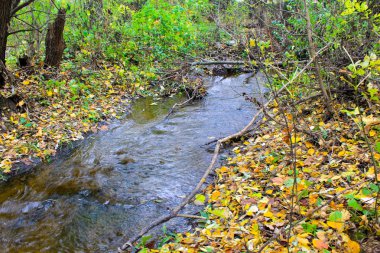 Sonbahar ormanında dere