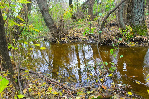 Stream in autumn forest — Stock Photo, Image