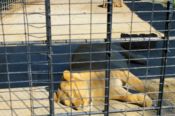 Спящая львица в клетке — стоковое фото