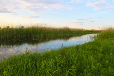 Nehir kıyısında sazlık ile
