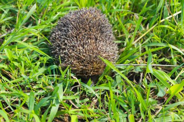 Yeşil çimlerde kirpi