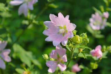 Vahşi pembe ebegümeci