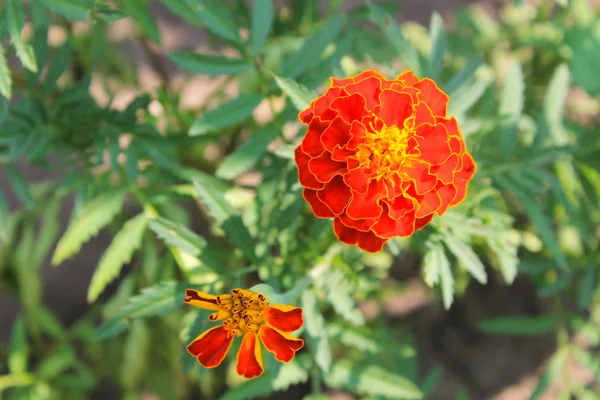 Bahçe içinde parlak kadife çiçeği — Stok fotoğraf