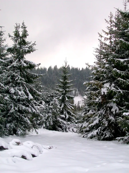 Меховые деревья в зимнем лесу в Карпатах, Украина — стоковое фото