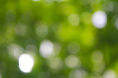 yeşil arka plan bulanık