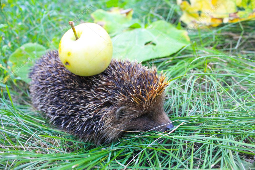 igel tragen apfel auf dem rücken — stockfoto