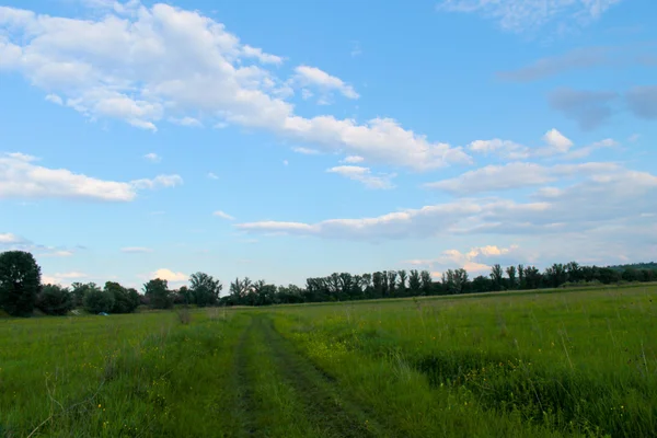 Prairie verte et ciel bleu — Photo