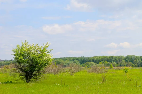 Enkele bloeiende boom op voorjaar weide — Stockfoto