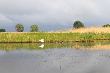 Nehri üzerinde beyaz ak balıkçıl