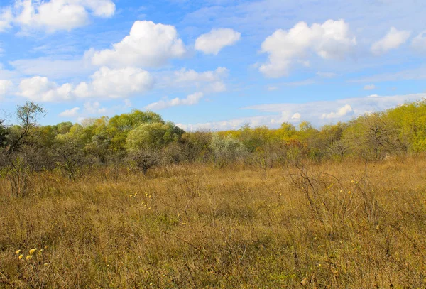 Autumn landscape with dry meadow and trees Stock Picture