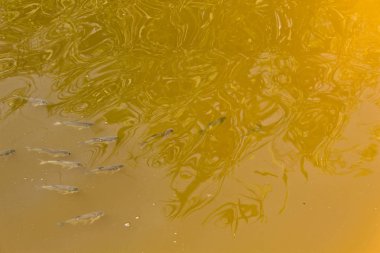 Havuzda su altında balık