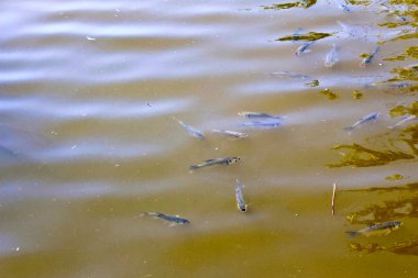 Havuzda su altında balık