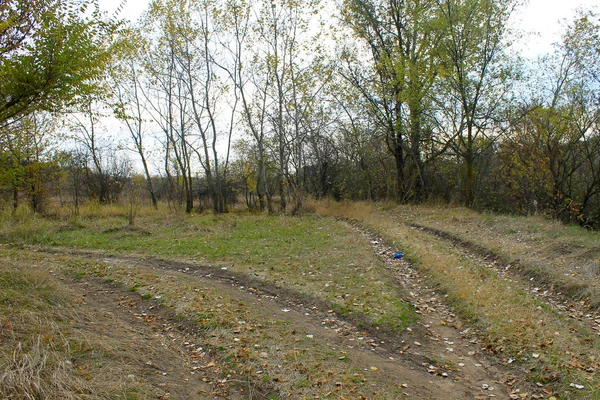 Forked rural roads in autumn forest