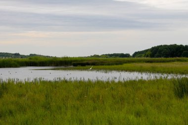 Nehri üzerinde beyaz ak balıkçıl