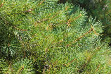 Çam ağacının iğneleri