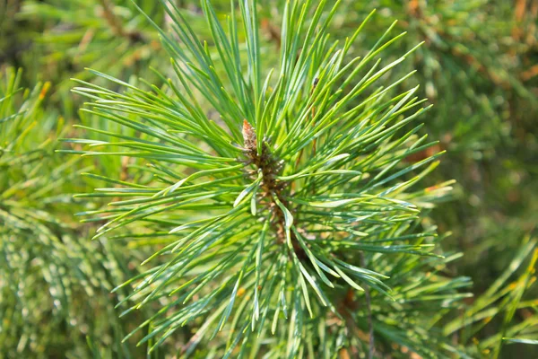 Needles of pine tree — Stock Photo, Image