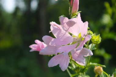 Vahşi pembe ebegümeci