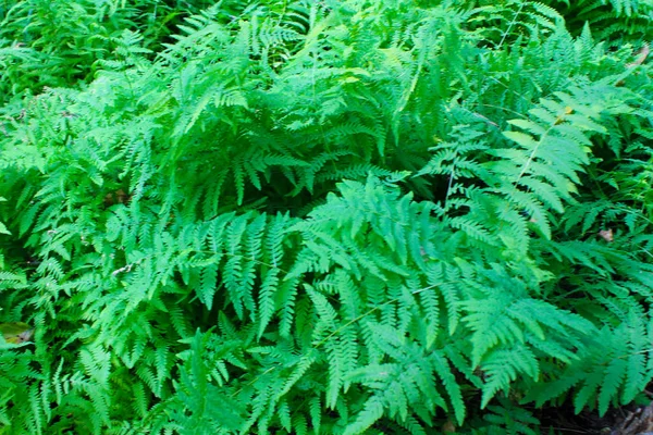 Fern in forest — Stock Photo, Image