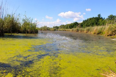 Yeşil algler ve duckweed su yüzeyi ile göl