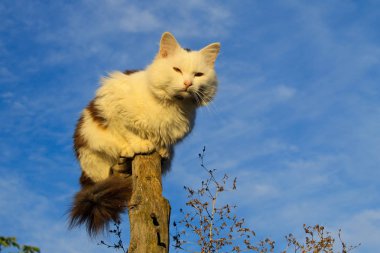 Bir günlük mavi gökyüzü karşı oturan kedi