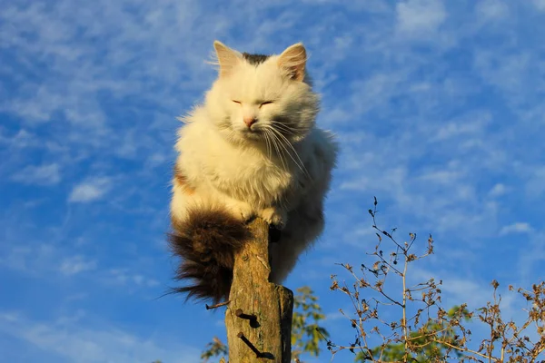 Кота, сидящего на бревне на фоне голубого неба — стоковое фото
