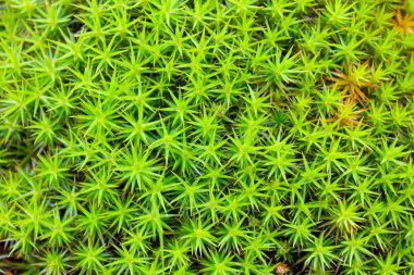 Ortak haircap moss, yıldız moss (Polytrichum Komünü)