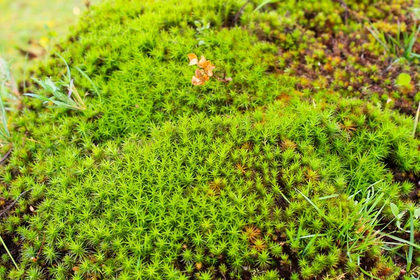 일반적인 haircap 이끼, 스타 모스 (Polytrichum 코뮌) — 스톡 사진