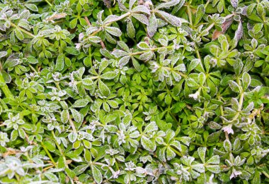 İlk sabah Frost'un üzerinde yeşil bitkiler