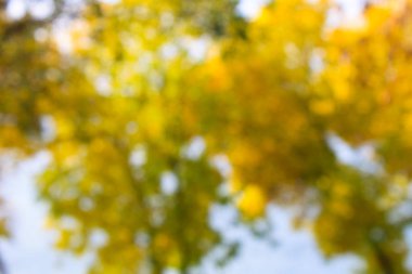 sarı arka plan bulanık