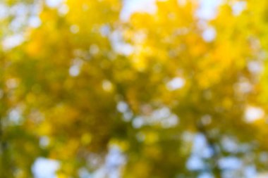 sarı arka plan bulanık