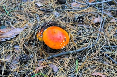 Ormandaki kırmızı mantar (sinek mantarı, Ageric, Fly Fly Amanita)