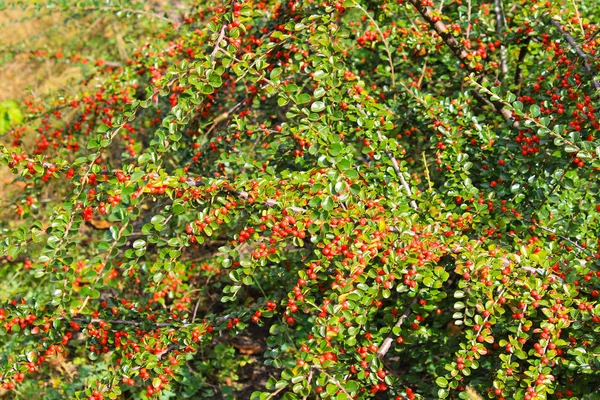 Kırmızı ateş dikeni çilek bir Bush — Stok fotoğraf