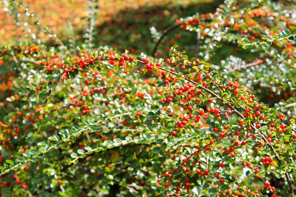 Rote Pyracantha-Beeren auf einem Busch — Stockfoto