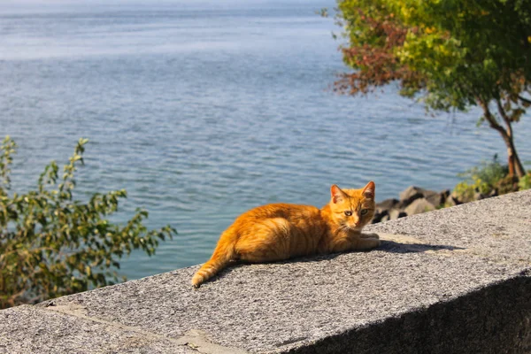 川岸に薄茶色の猫 — ストック写真