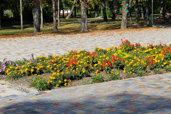 Cama de flores de calêndulas amarelas e salvia vermelha no parque — Fotografia de Stock