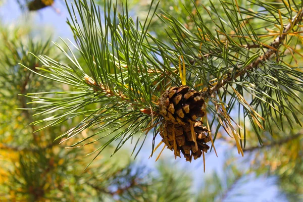 Cono de pino marrón en una rama — Foto de Stock